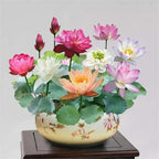 AquaBloom Lotus Water Garden Seeds 10 Pack