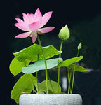 AquaBloom Lotus Water Garden Seeds 10 Pack