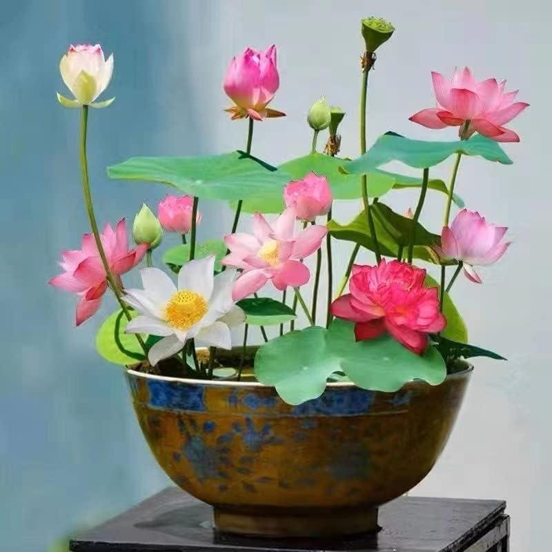 AquaBloom Lotus Water Garden Seeds 10 Pack