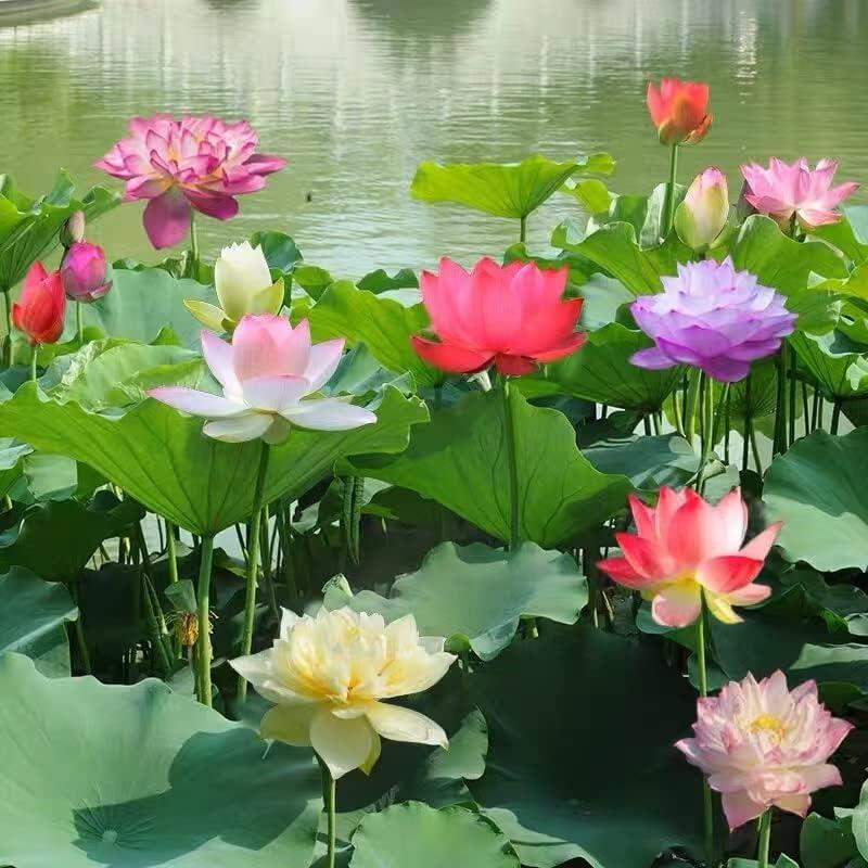 AquaBloom Lotus Water Garden Seeds 10 Pack