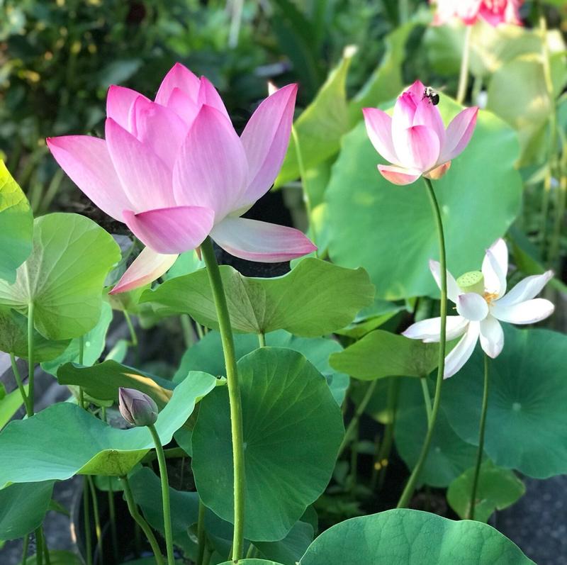 AquaBloom Lotus Water Garden Seeds 10 Pack
