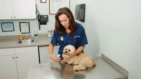 TrimSafe Pet Nail Clippers with Precision Safety Guide for Dogs